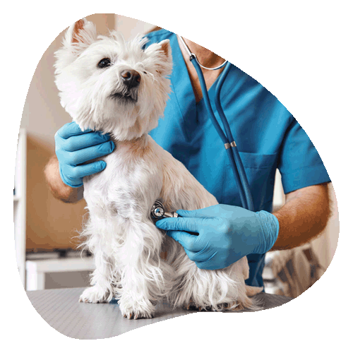 quality veterinary medicine